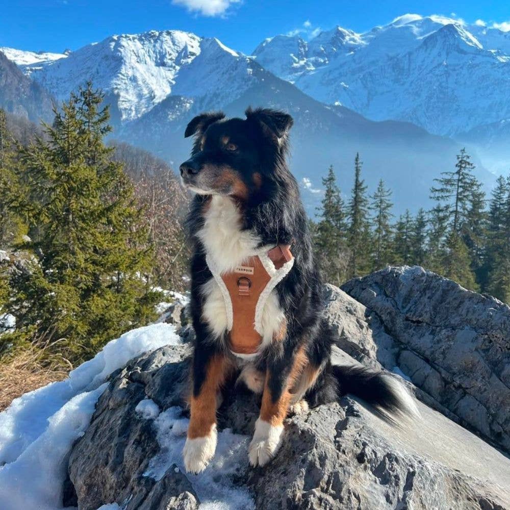 Trufois – wholesale Sele - Hund – Teddy Sisu Sele - Mocca5