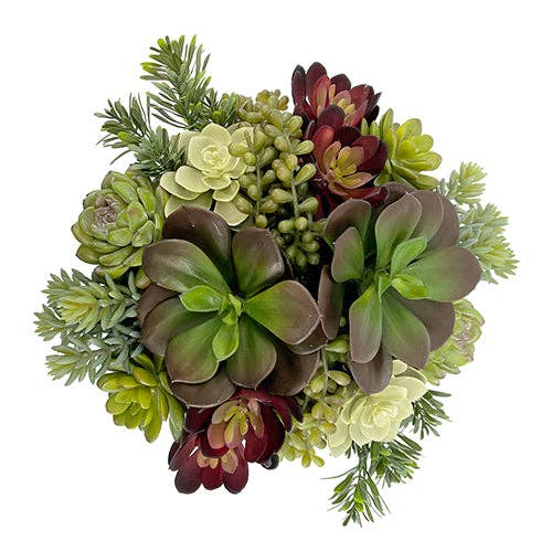 CG Hunter - Wholesale Succulent - 12" Succulent Arrangement3