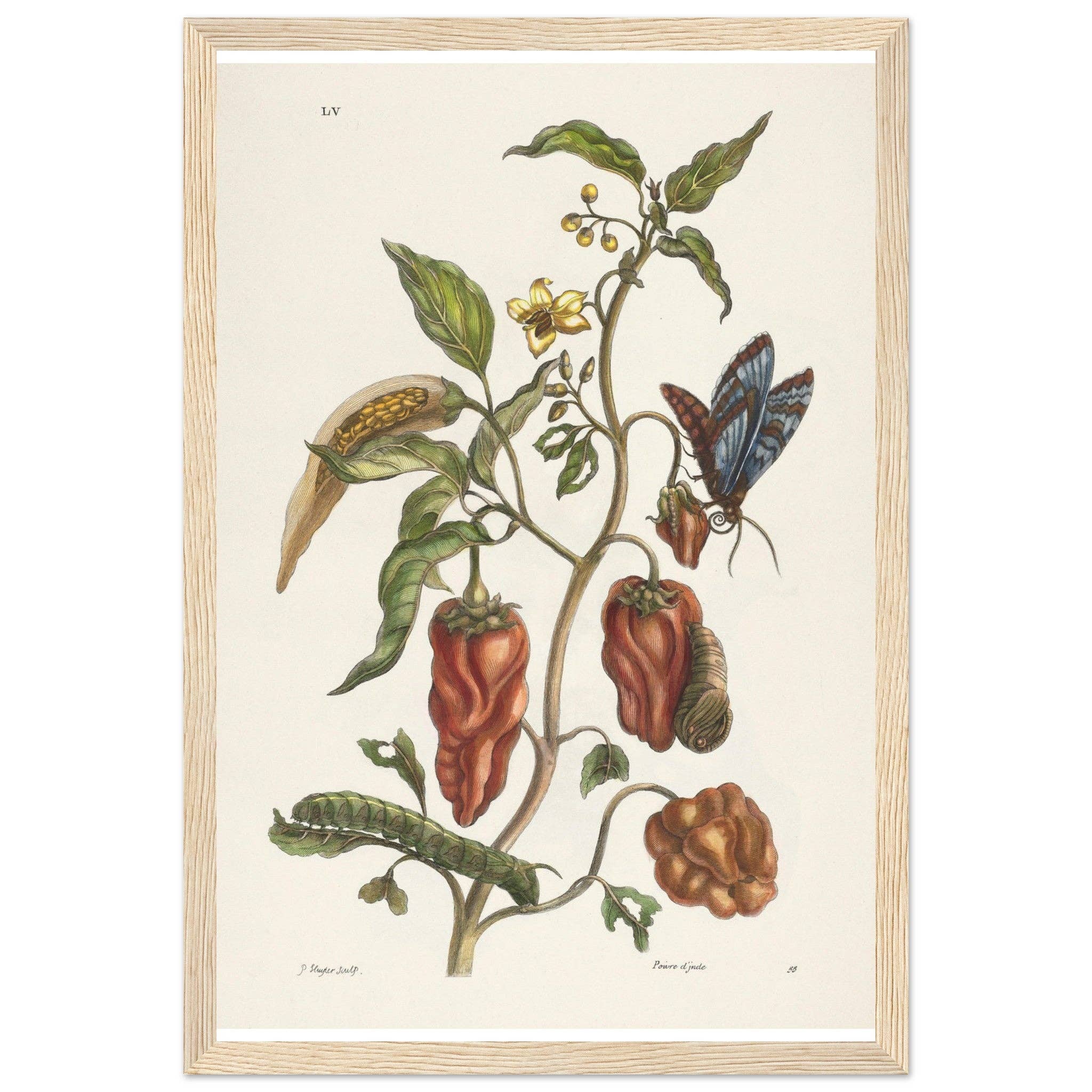 Maison de Paloma - Wholesale Art Print - Poivre d'Inde4