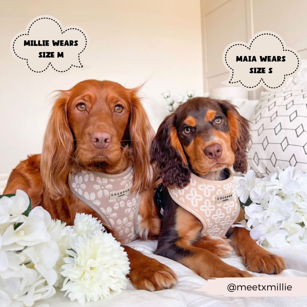 Cocopup London - Wholesale Pet Harness - Dog - LUXE Adjustable Neck Harness - Mocha Flower3