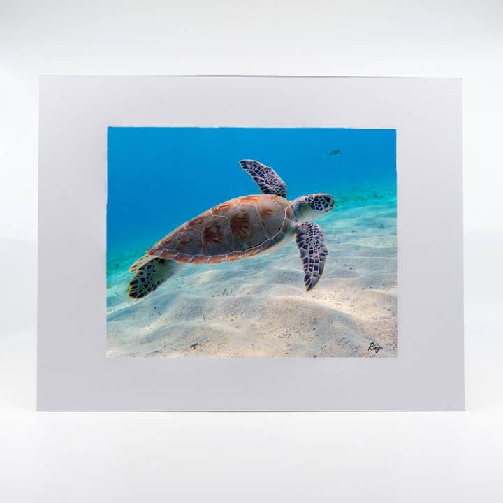 Artwork-Green Sea Turtle 2 for wholesale by Mike Ring Photography
