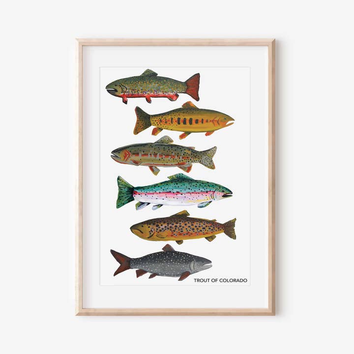 Kaley Alie Art - Wholesale Art Print - Trout of Colorado 11"x17" Art Print Poster