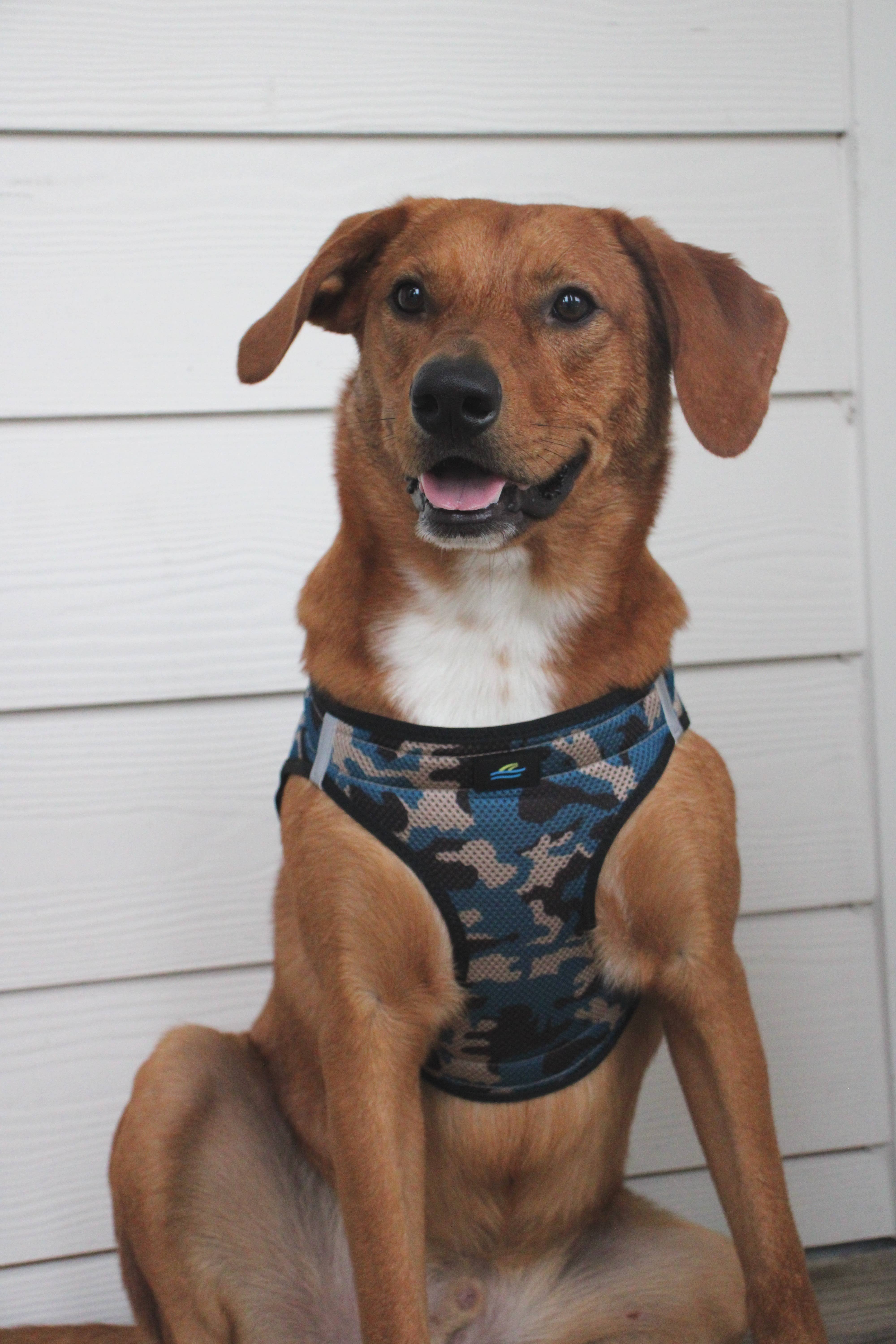 Doggie Design - Wholesale Tuig voor huisdieren - Hond - American River Camouflage-hondentuig - Blue Camo3