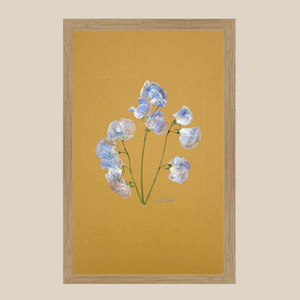 The Fleur De Lis House - Wholesale Sculpture - One-of-a-kind real pressed sweet pea on mustard wall art5