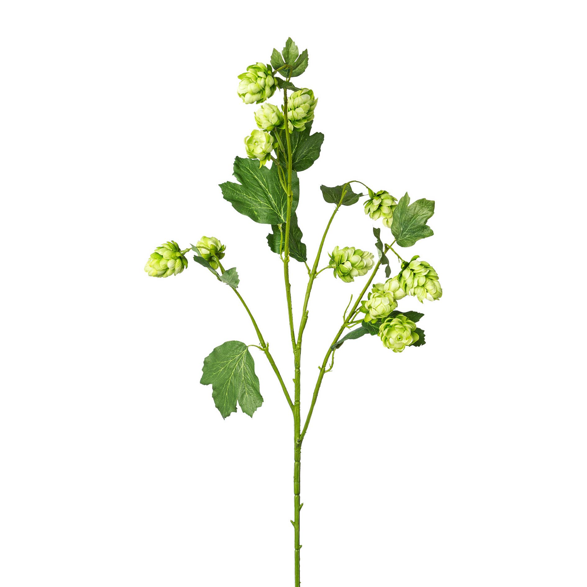 GASPER GmbH – wholesale Konstgjorda blommor – Humle, 77cm, grön0