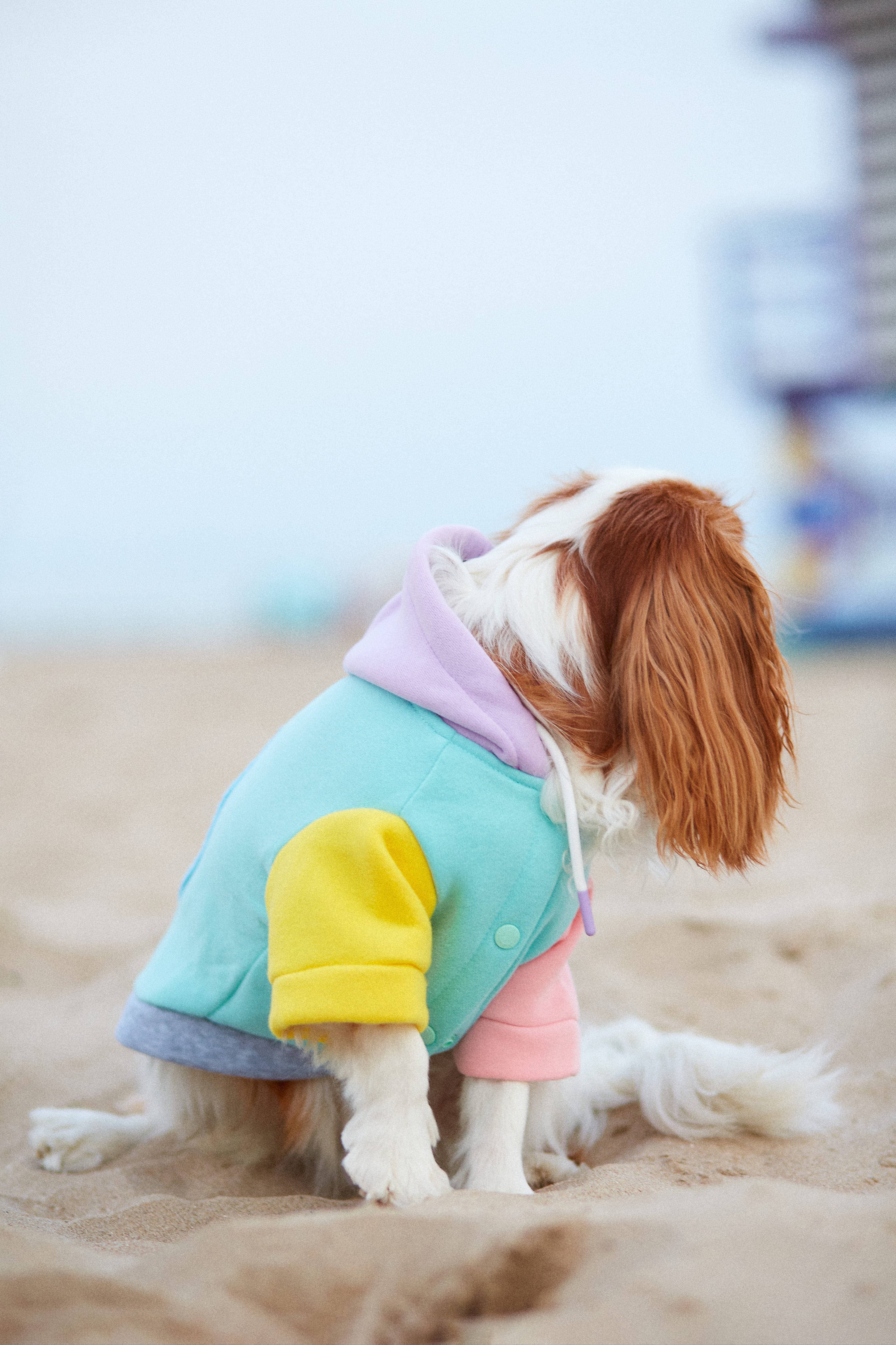 ARISTOPET - Wholesale Pet Hoodie - Dog - AUGUSTO AQUA HOODIE SWEATSHIRT12