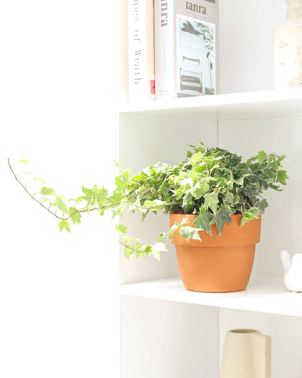 Best Plant Friend - Wholesale Live Plant - Golden English Ivy -  English Ivy Hanging Plants -  4 inch7