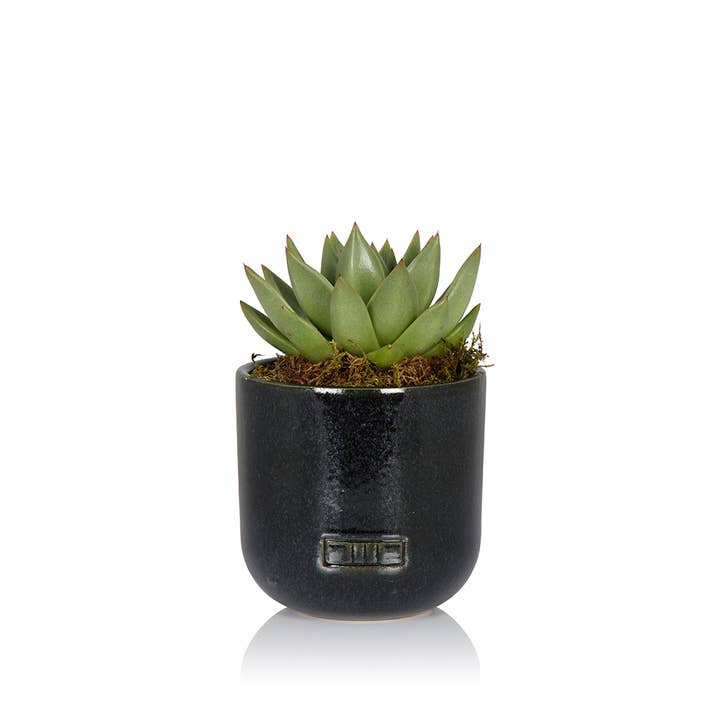 The Little Botanical – wholesale Succulent – Miranda8