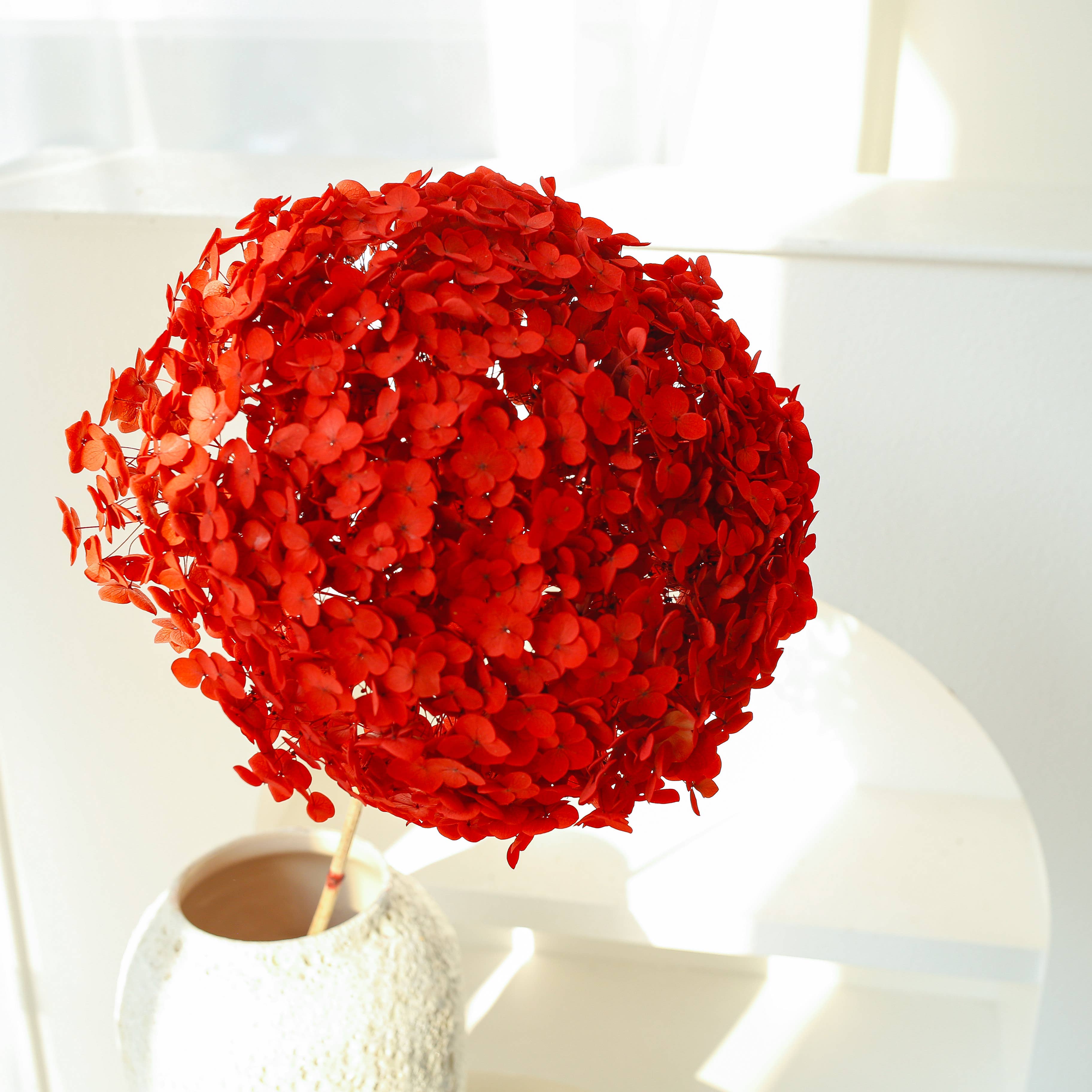 Floral Fields - Wholesale Dried/Pressed Flowers - Dried Preserved Hydrangea Large Head for Floral Design11