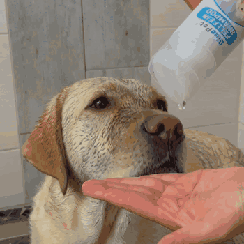 BluePet - Wholesale Pet Shampoo - Dog - Dog Shampoo Tester 8ml (a regular wash)1