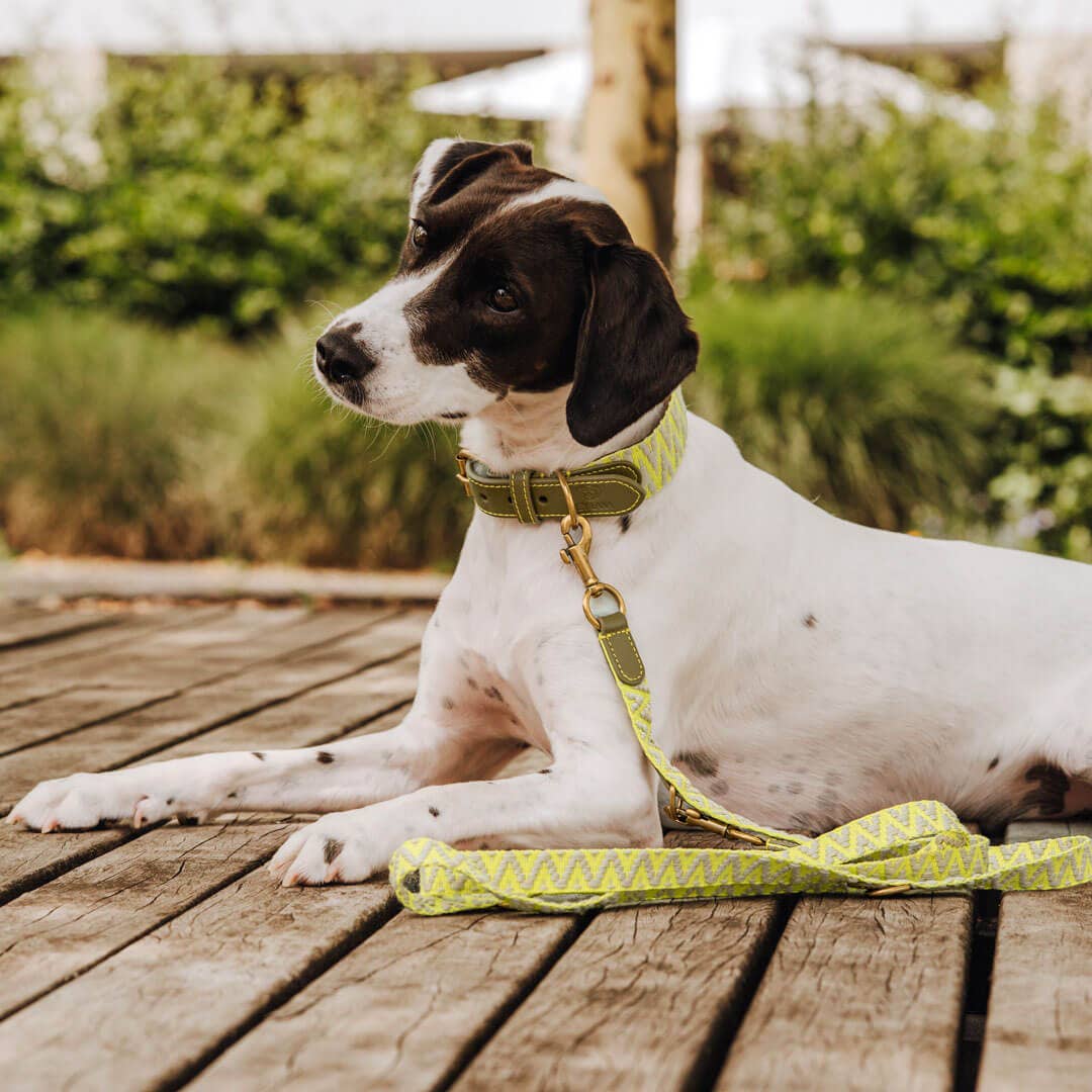 Hey Lana - Wholesale Pet Collar - Dog - Premium padded dog collar10