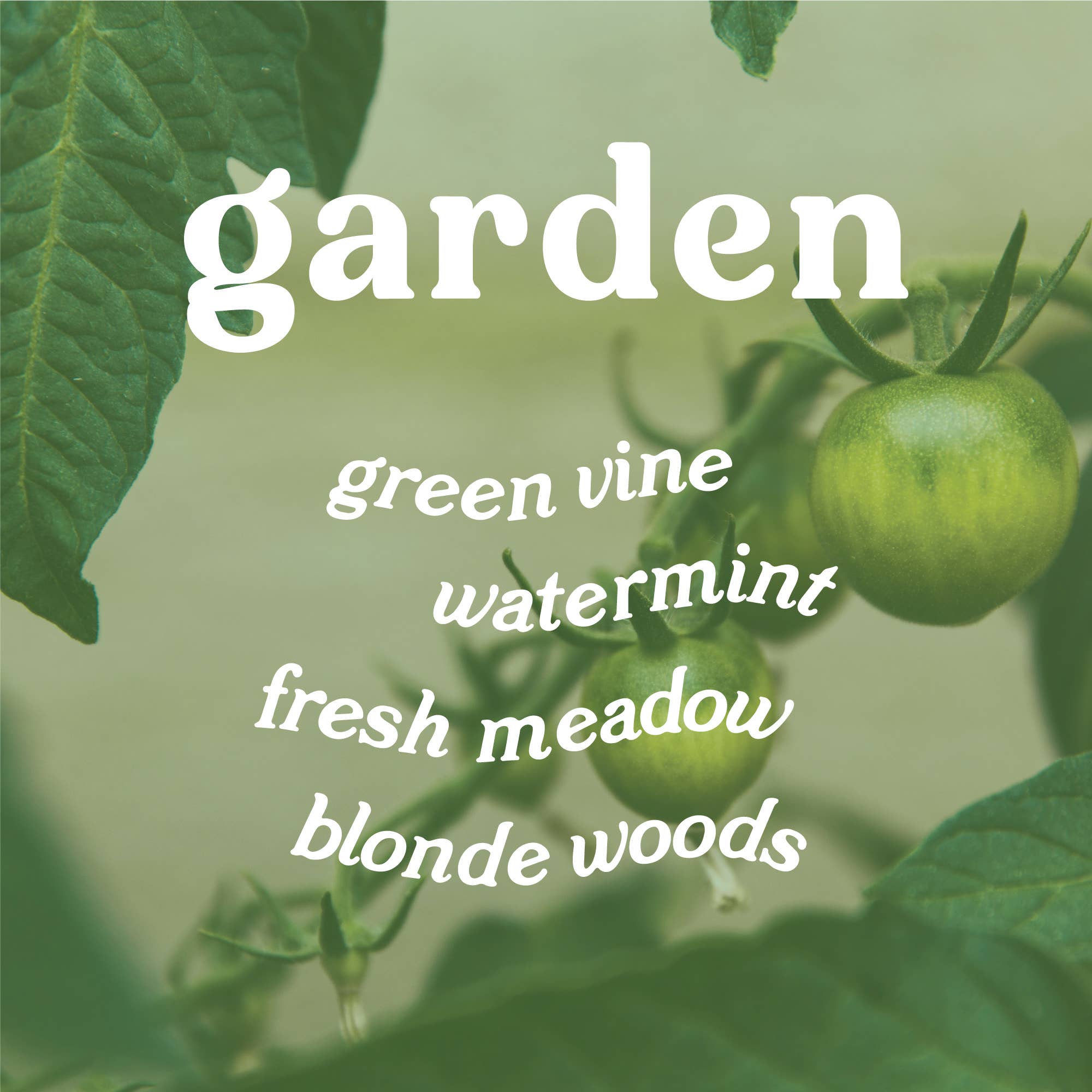 GP Candle Co. - Vendita all'ingrosso Candela in vasetto - Candela Hue da giardino da 9 once (Tomato Vine)3