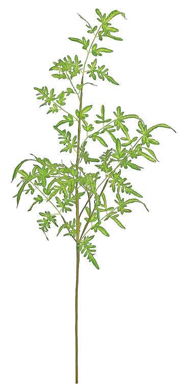 Select Artificials, Inc. - Wholesale Artificial Plant - Dragon Fern Spray, 41.5", Green