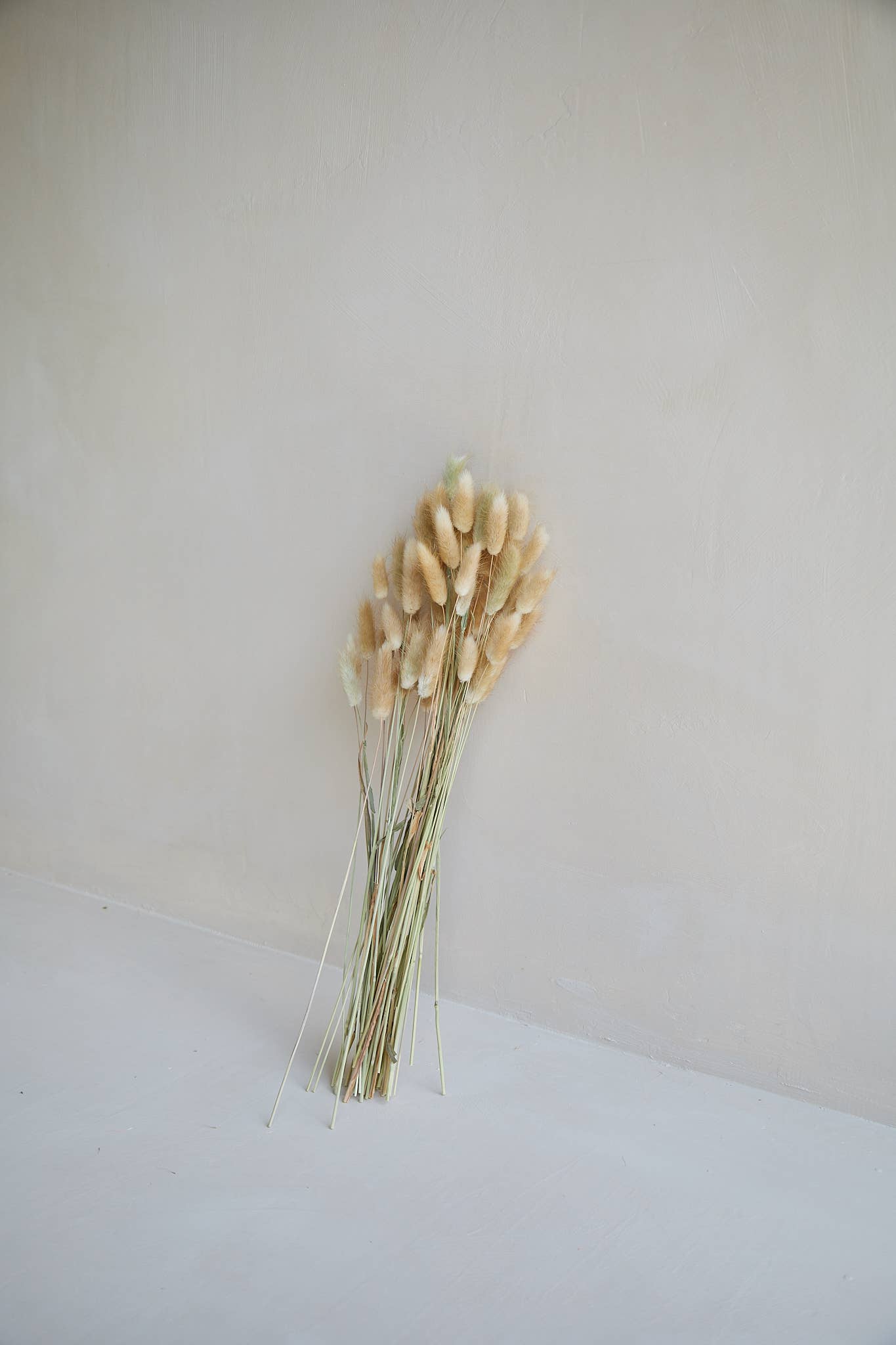 For Love Of Pampas - Vente Fleur séchée/pressée - Bunny Tails Naturel2