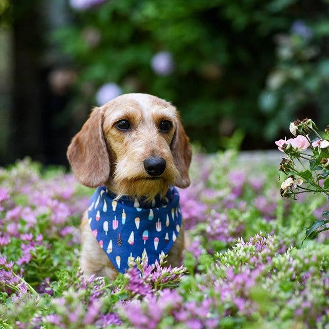 BibbyBubby - Wholesale Pet Bandana - Dog - Ice Cream Dog Bandana (Snap-on, 3 sizes available)