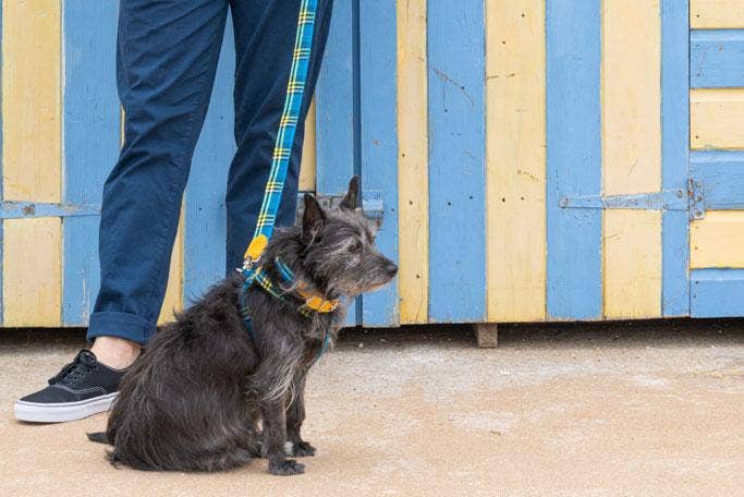 Hiro + Wolf - Vente Collier – chien - Shuka Collier pour chien Bleu2