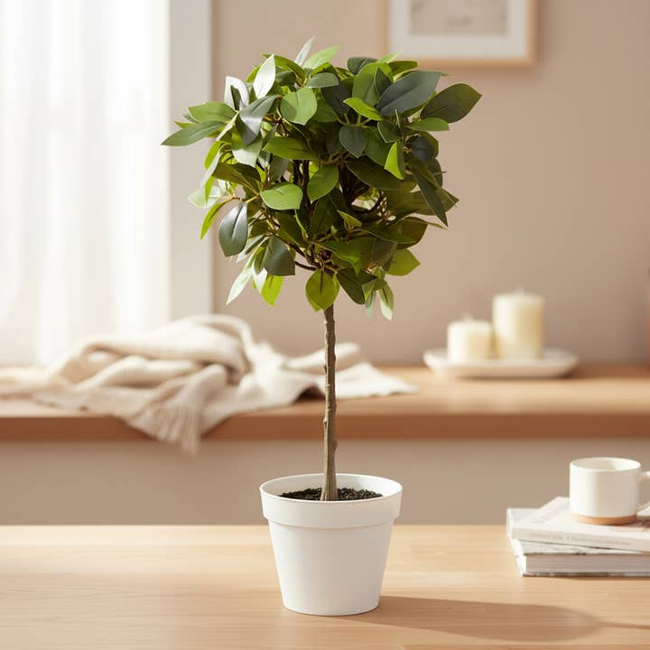 17" Weeping Ficus (5"pot; 17" x 18"H) for wholesale by Algreen