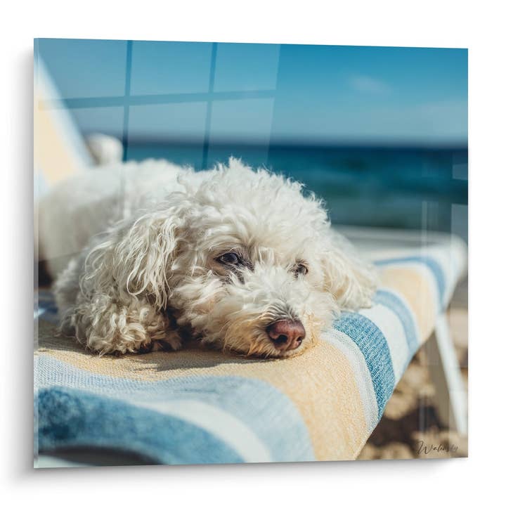 Quadro Bichon Frisé Adormecido em Almofada às Riscas - Doçura do Repouso - Edição Bichon Frisé por atacado de Walensky