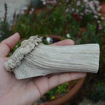 QT Dog, LLC - Wholesale Pet Chew Toy - Dog - Antlerz3