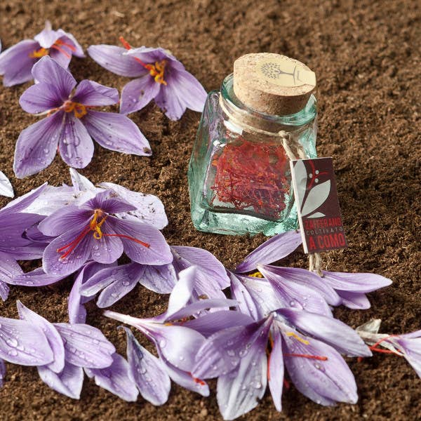 Zafferano Collina d’Oro - Wholesale Dried Spice - Zafferano Pistilli Collina D'Oro Italian-Como-HIGH QUALITY1