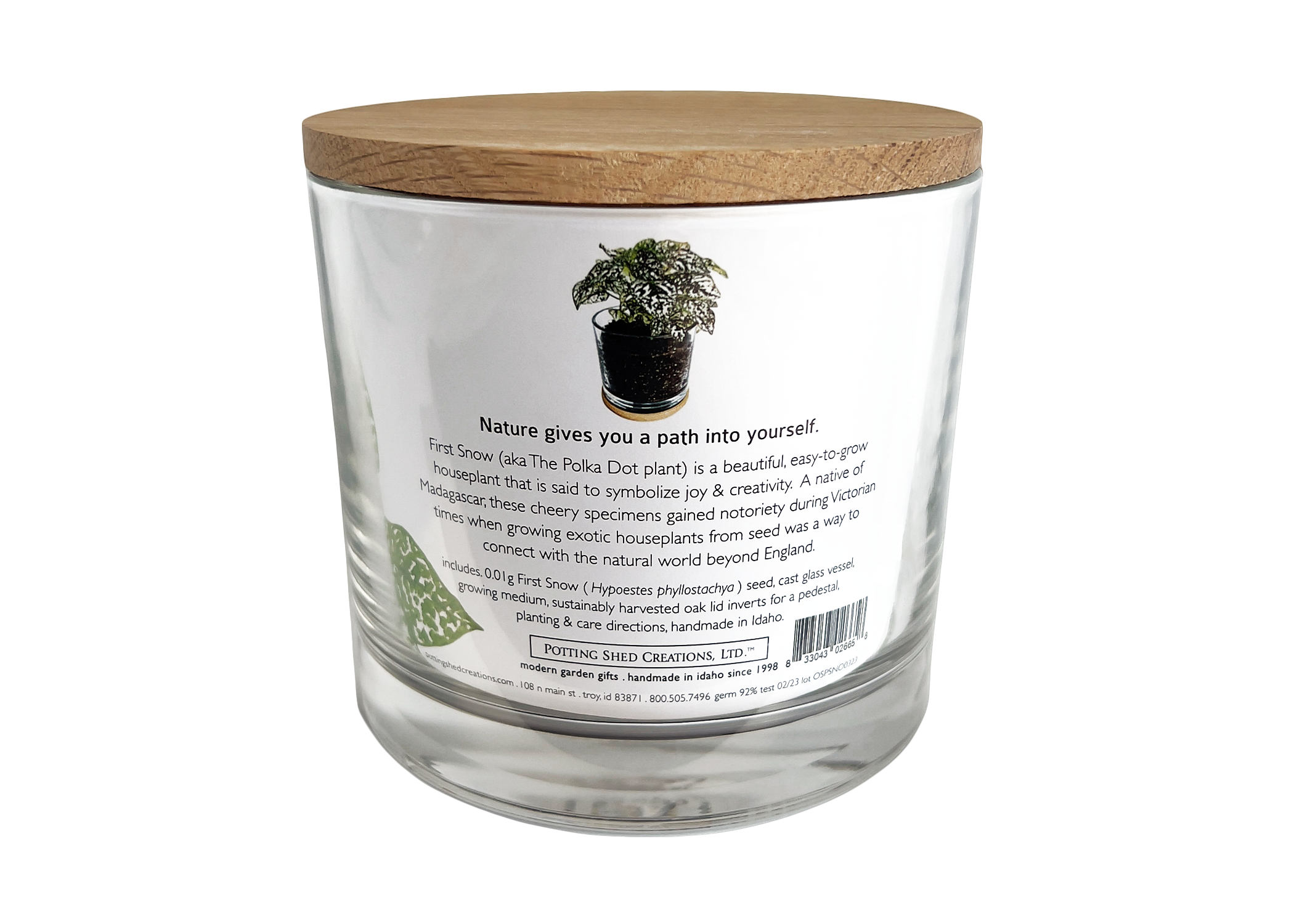 Potting Shed Creations, Ltd. - Wholesale Live Plant - Houseplant Collection | First Snow | Polka Dot Plant7