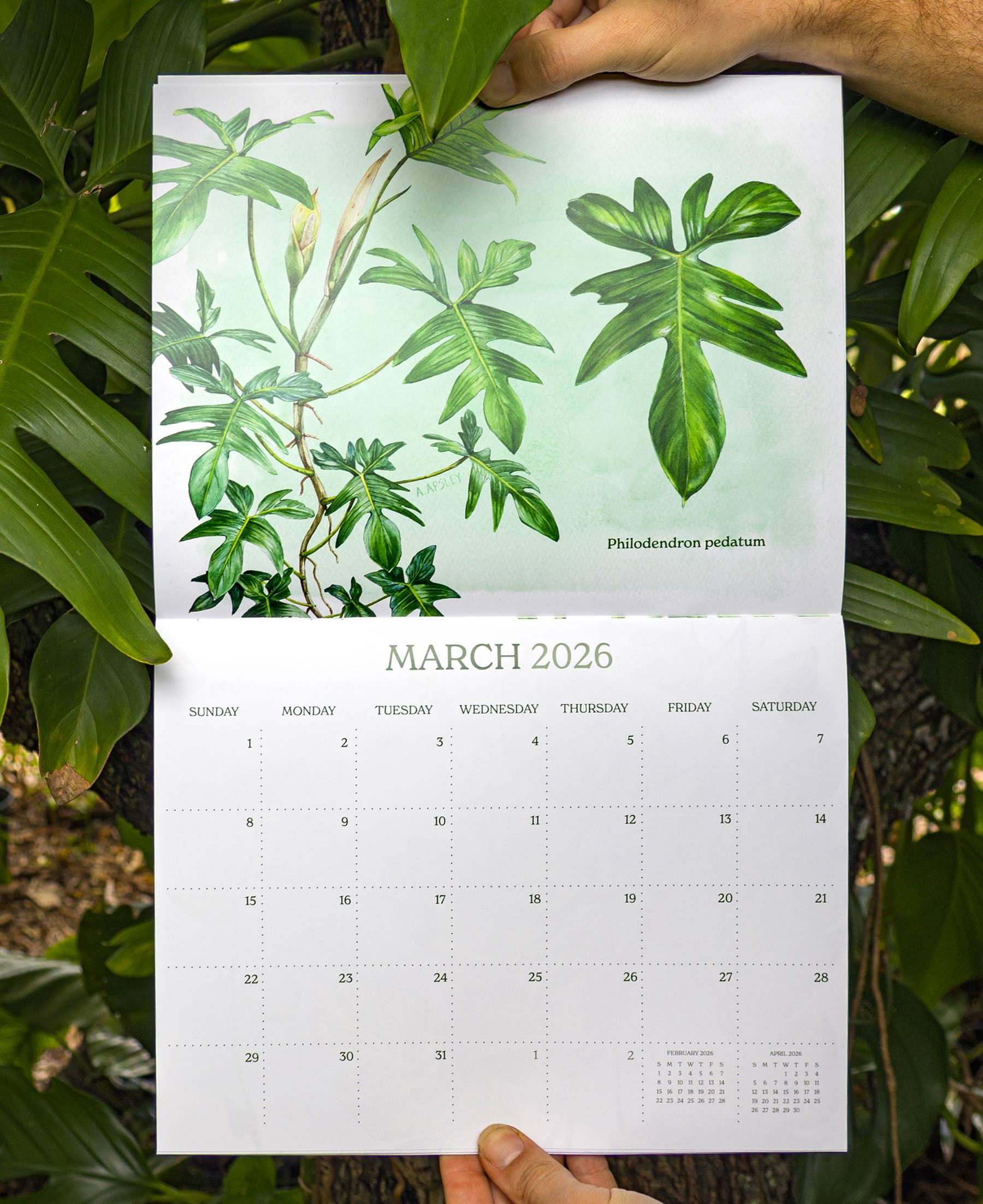 Aaron Apsley Artwork - Wholesale Calendar - 2026 Aroid Wall Calendar5