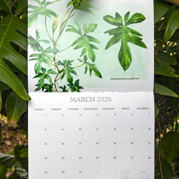 Aaron Apsley Artwork - Wholesale Calendar - 2026 Aroid Wall Calendar5