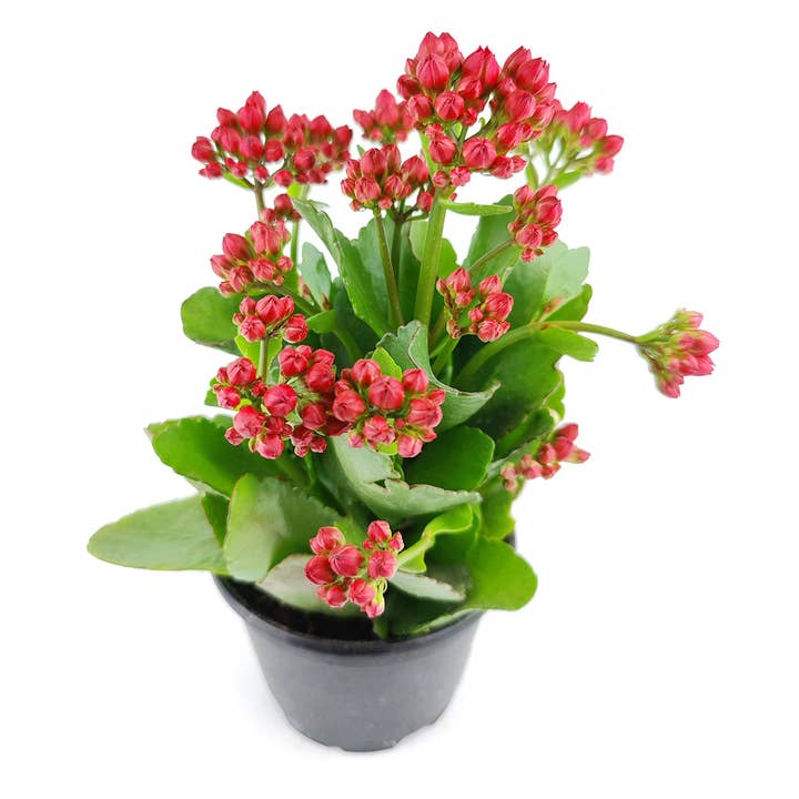 Best Plant Friend - Wholesale Live Plant - Kalanchoe blossfeldiana 'Calandiva Red' in 2"/4.5"/6" Pot
