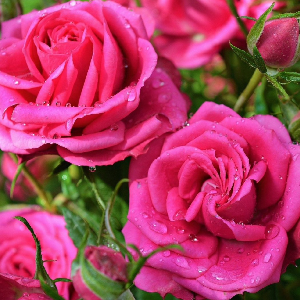 IMOGEN OWEN – wholesale Pencil – ROSE SCENTED PENCILS1