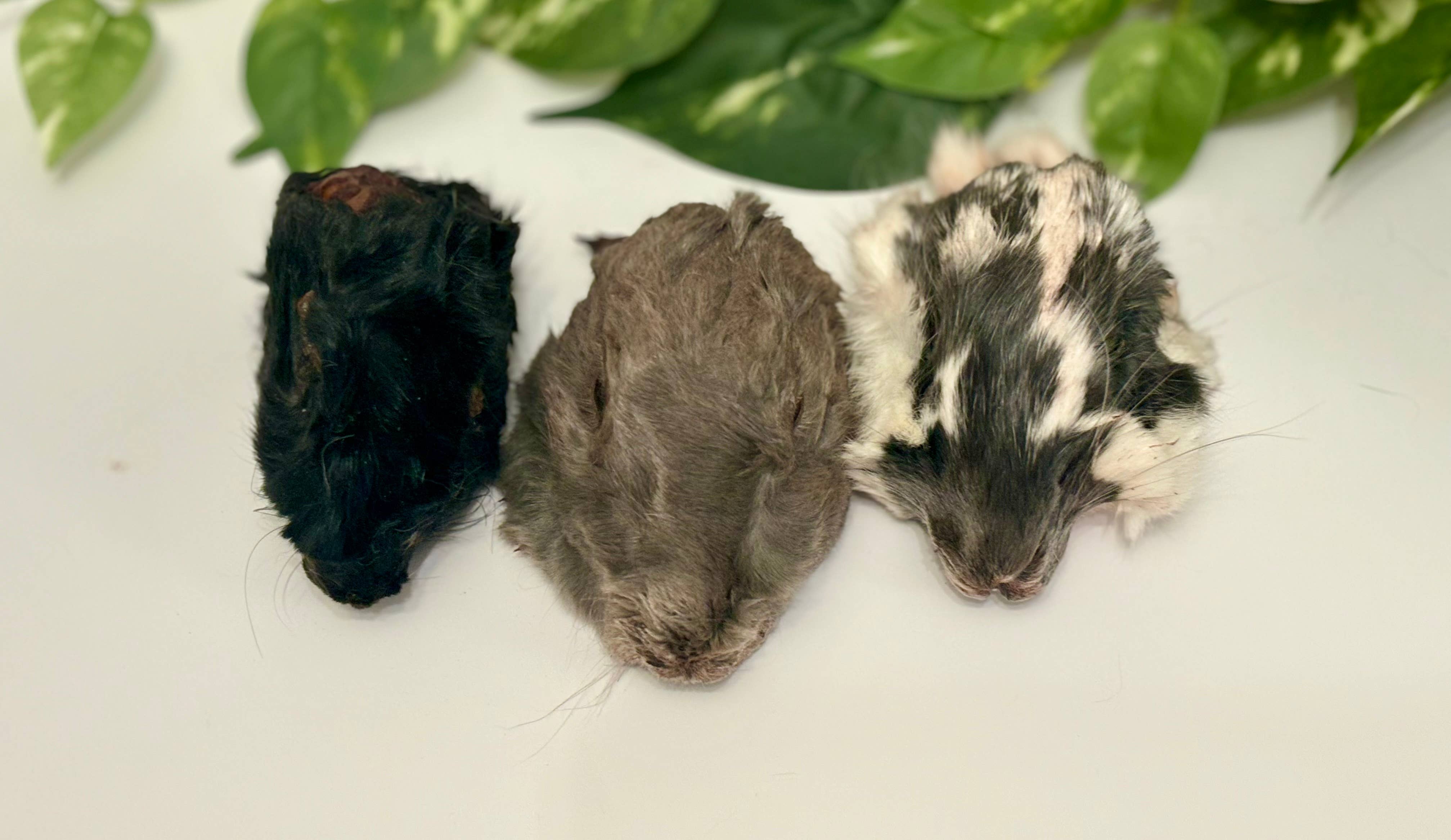 Rocky&Stella’s Treats - Wholesale Pet Treats - Dog - Dehydrated Rabbit head no ears 1