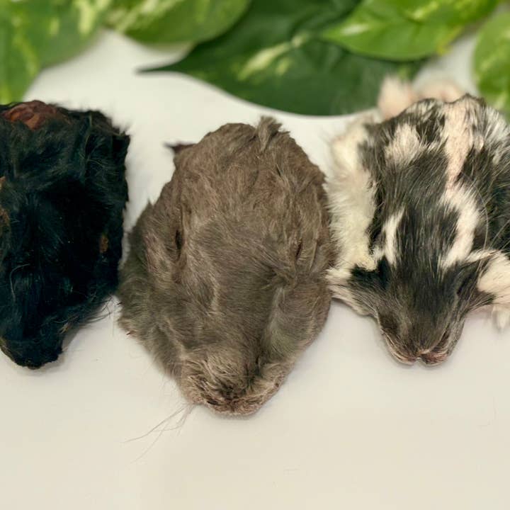 Rocky&Stella’s Treats - Wholesale Pet Treats - Dog - Dehydrated Rabbit head no ears 1