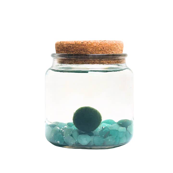 Moss Amigos | Moss Ball Terrariums - Wholesale Live Plant - Large Marimo Moss Ball with Aventurine Gemstones