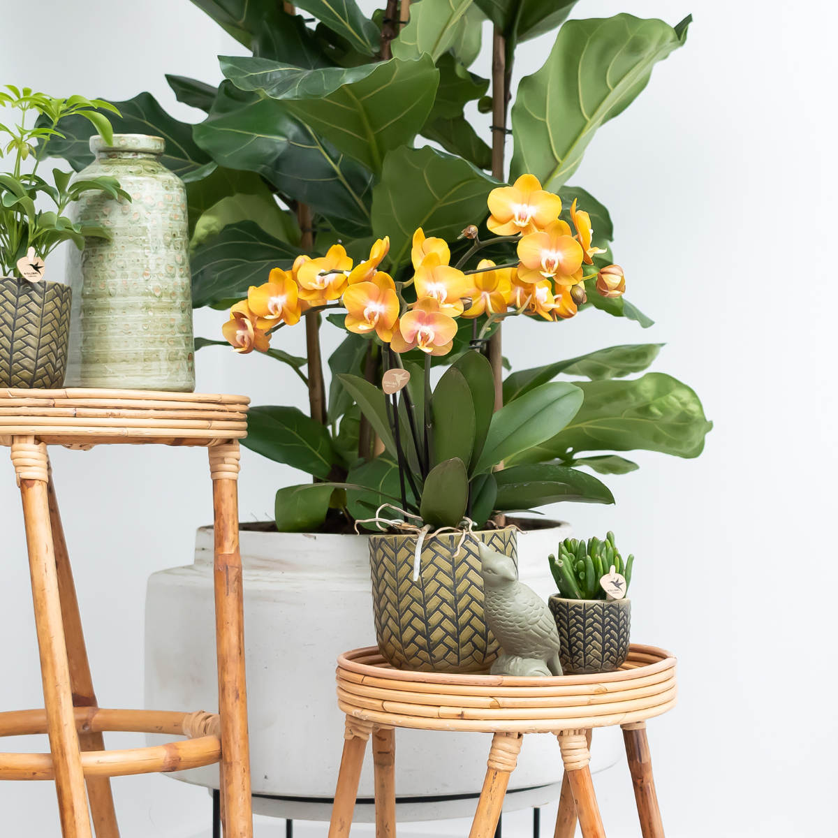 Oasis of Life - Wholesale Live Plant - Phalaenopsis Orchid "Las Vegas" – 2 Plants – Orange – Ø12cm – Houseplant with 3-4 Flower Stems – Noble Multiflora Orchid for Home & Office5