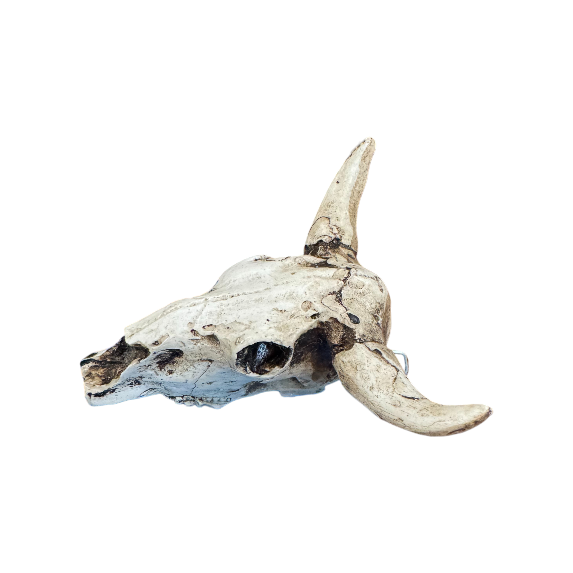 Wilco Home - Vente Objets de décoration - Ornement/Charme Crâne de Taureau en Résine2