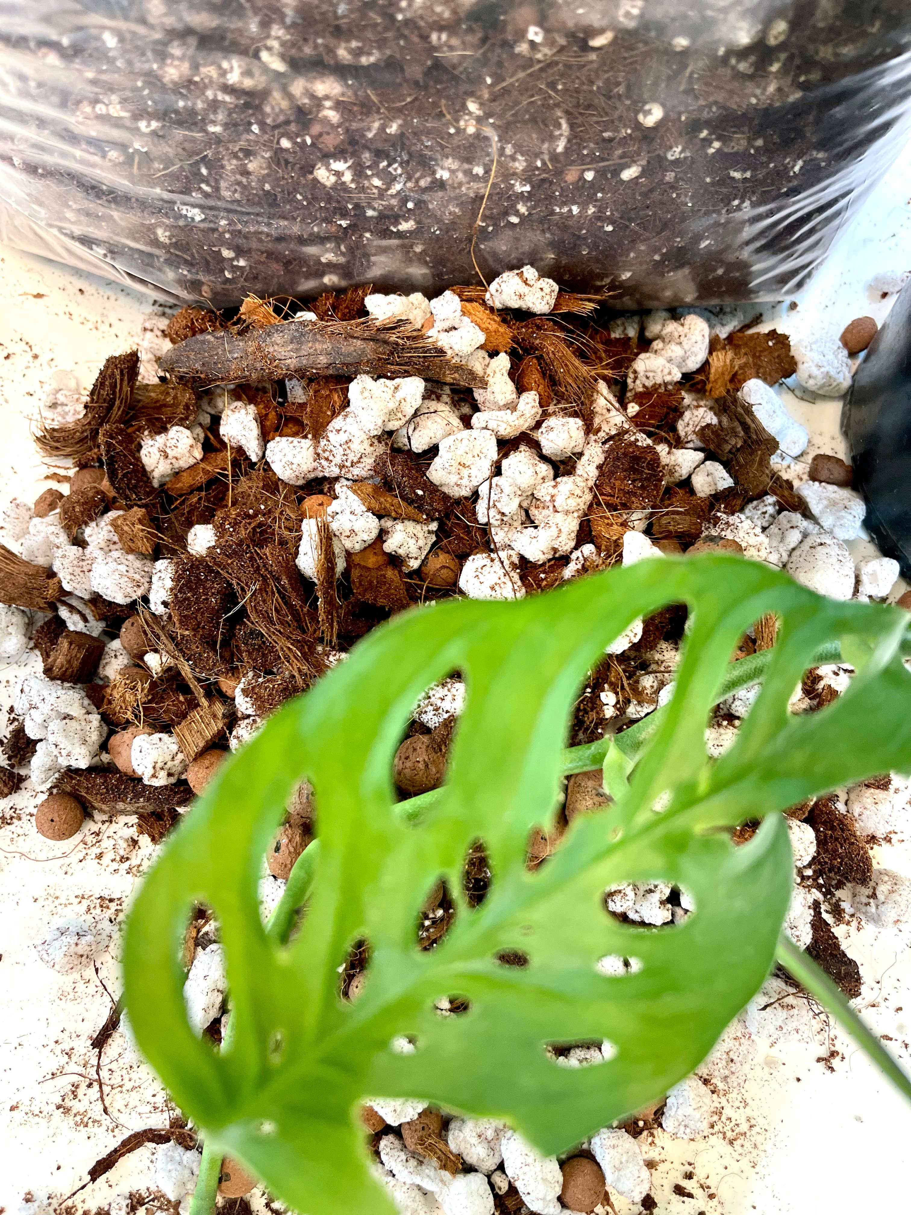 Found Things Plant Shop - Wholesale Planting/Potting Soil - Aroid Potting Soil1