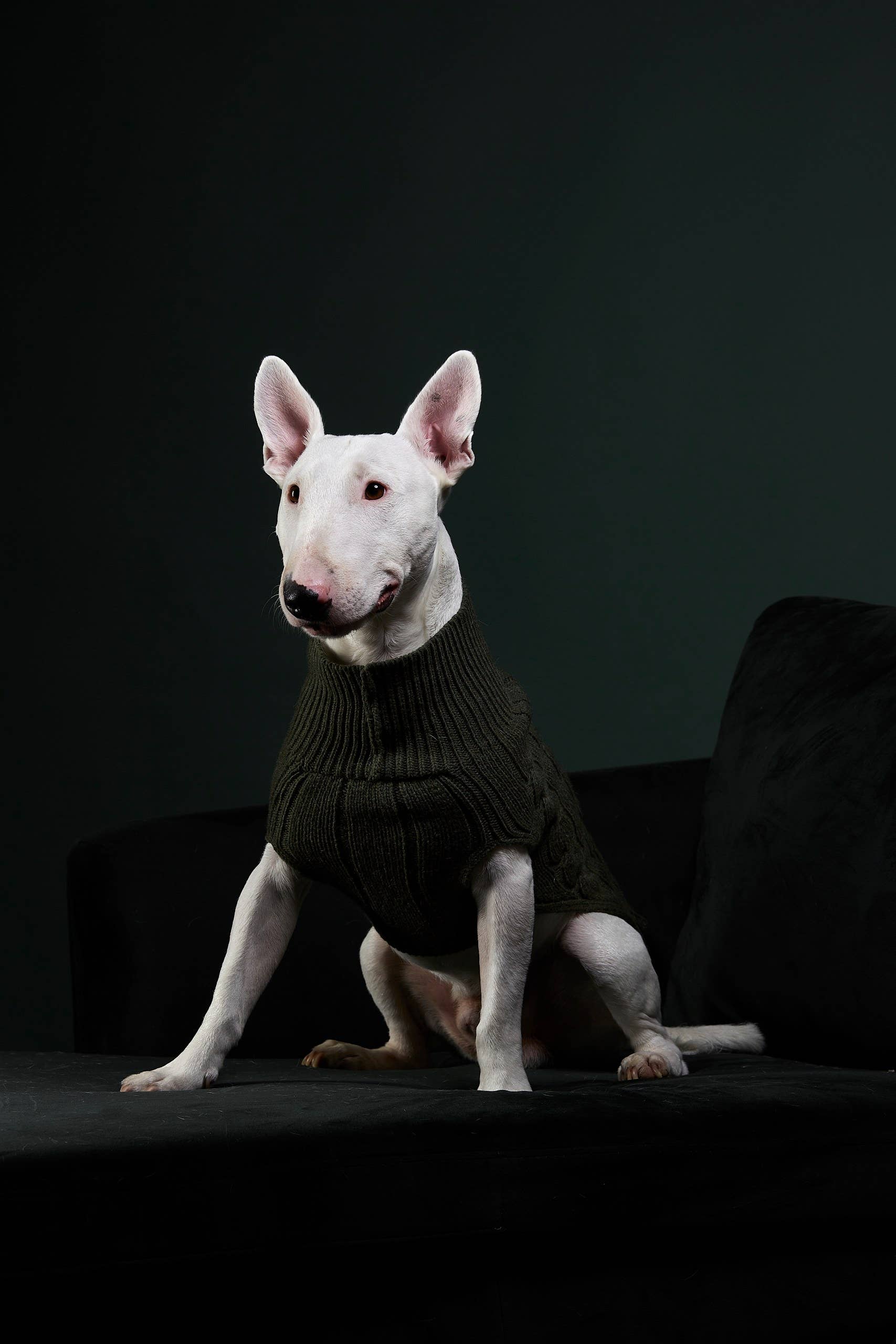 ARISTOPET - Vendita all'ingrosso Maglione - Cani - MAGLIA ASPEN10