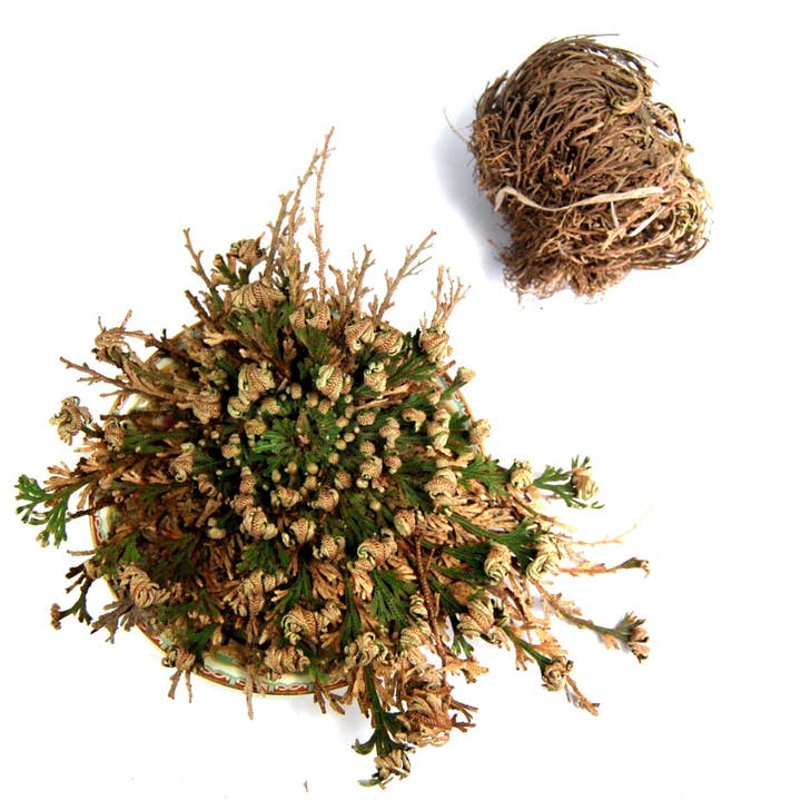 Caspar Curiosities - Wholesale Live Plant - Rose of Jericho Resurrection Plant, Selaginella Lepidophylla1