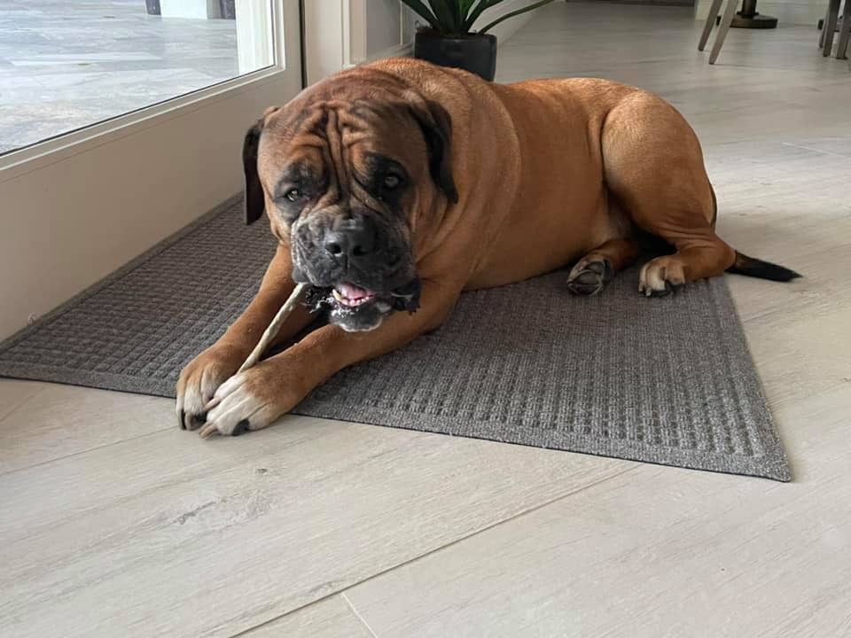 Florida Man Pet Treats - Wholesale Pet Treats - Dog - Dehydrated Mahi Mahi Dog Chew5