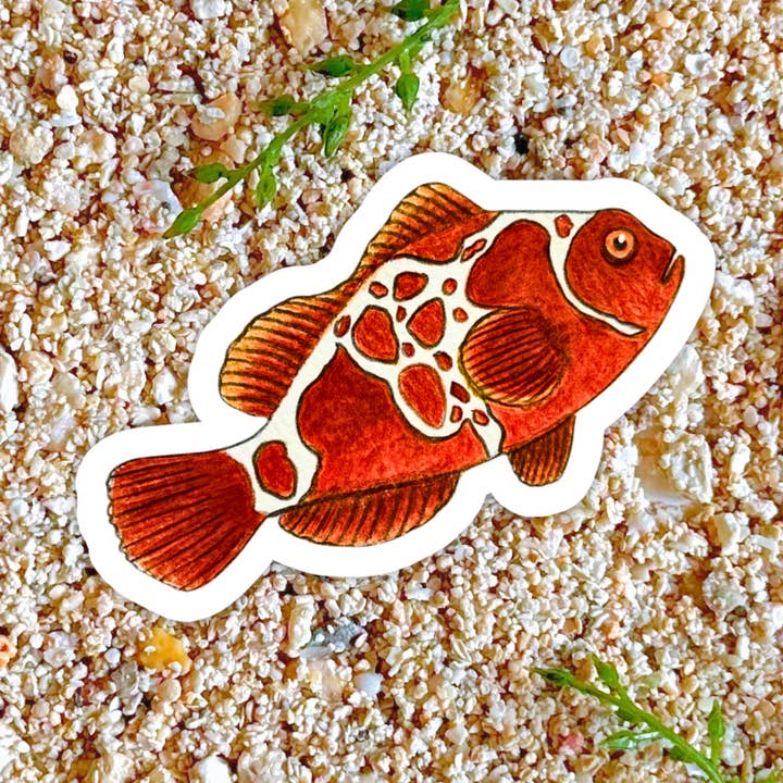 Autocollant de clown marron, gardiens de récifs et passionnés de coraux pour la vente par Fins and Frags