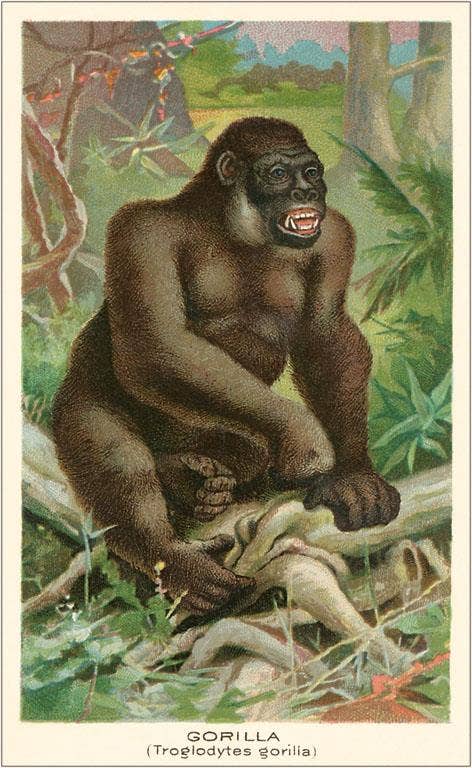Found Image Press - Wholesale Postcard - Postcard AN-163 Gorilla0