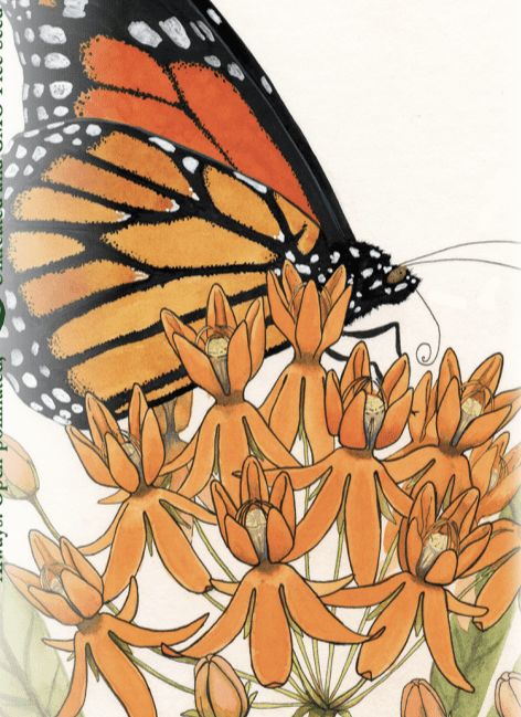 Sow True Seed - Wholesale Plant Seeds - Milkweed Seeds - Butterfly1