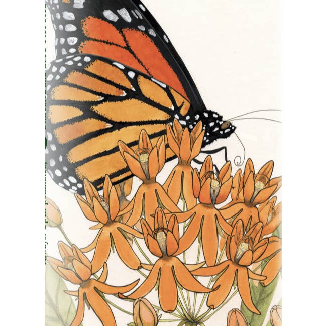 Sow True Seed - Wholesale Plant Seeds - Milkweed Seeds - Butterfly1