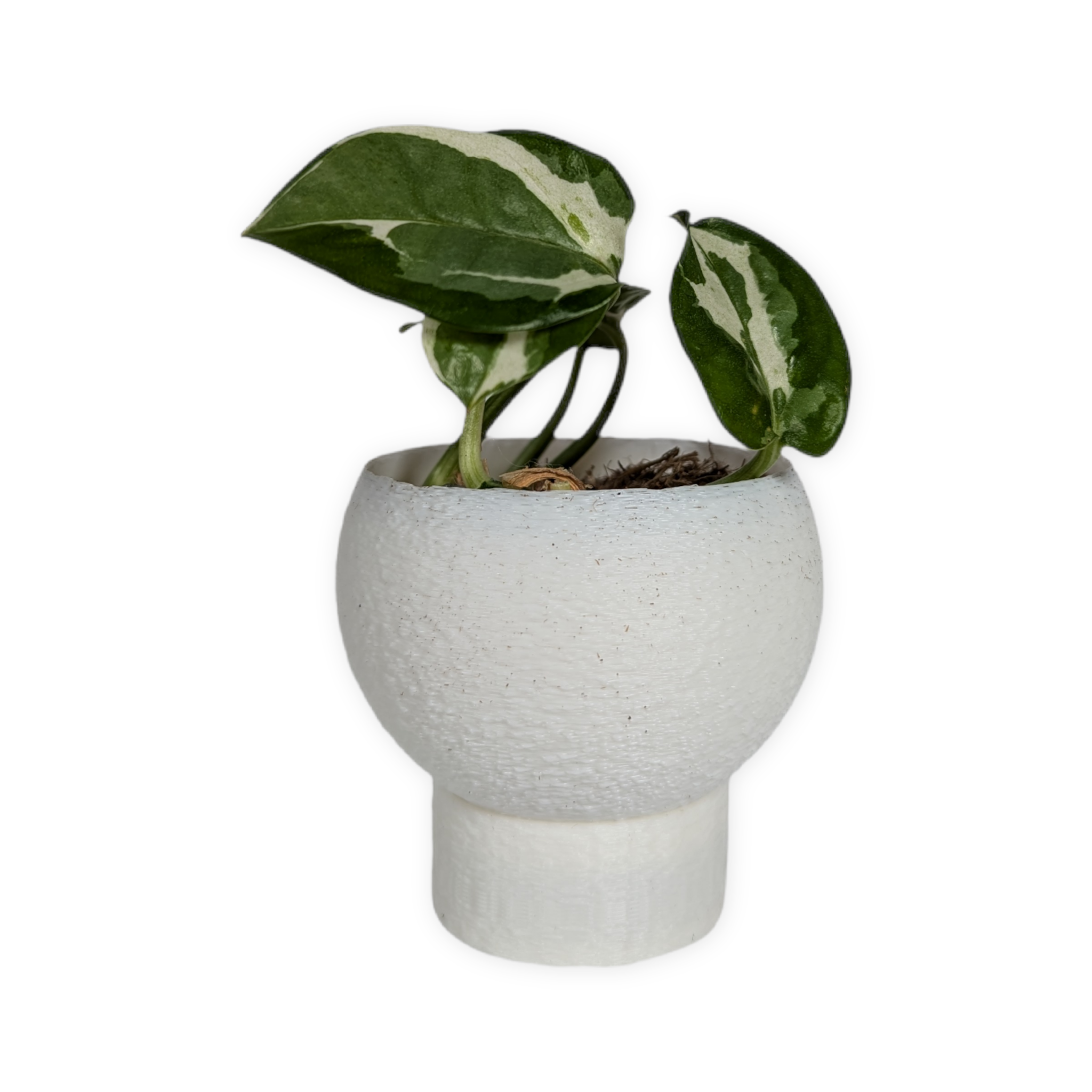 Leafprints.3d - Wholesale Plant Pot - The Petal – 2 Inch Planter with Drip Tray3
