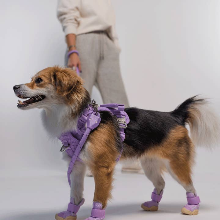 RIFRUF - Vente Bottines – chien - César 124