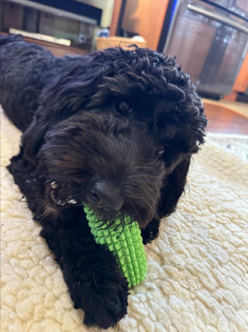 Green Waves Co. - Wholesale Pet Chew Toy - Dog - Corn-Shaped Dental Chew Toy13