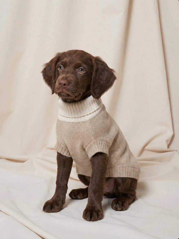 PULL EN CACHEMIRE POUR CHIEN BLOCS DE COULEUR BEIGE pour la vente par bobbin & tricot