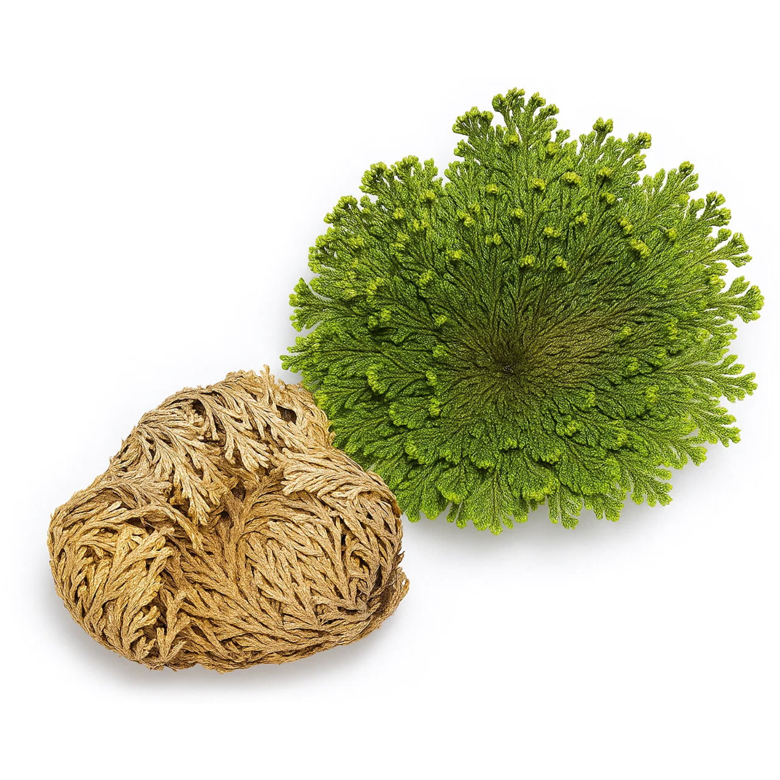 Green Tree - Wholesale Live Plant - Rose of Jericho ( Resurrection Rose )1