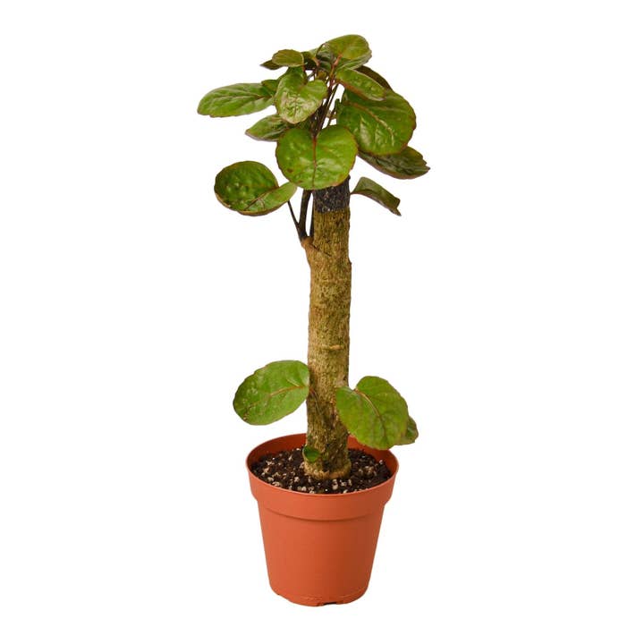 House Plant Wholesale WEST - Wholesale Live Plant - Aralia Fabian Stump 'Polyscias Scutellaria'