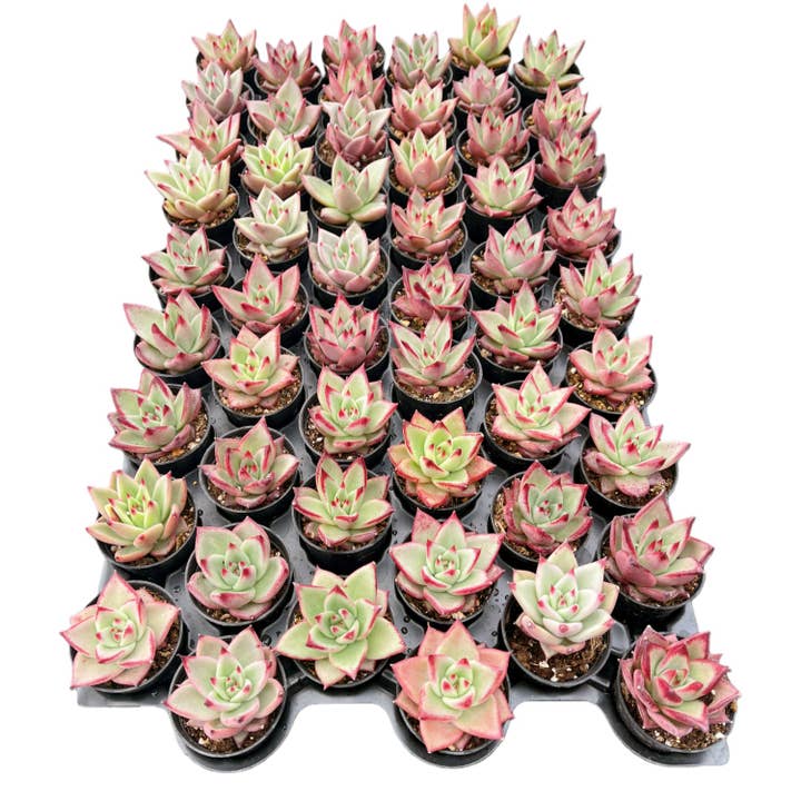 Echeveria Red Knight / Red Ebony Bulk 54 Tray - 2in Pot for wholesale by The Next Gardener