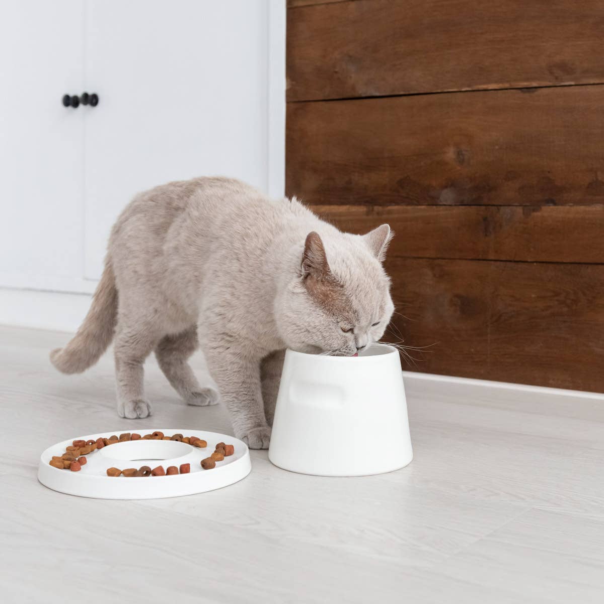 Hoopo – Großhandel Futternapf – Katze/Hund – Tower Ergonomischer Fressnapf5